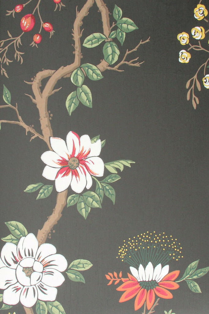 camellia~camellia japonica nero