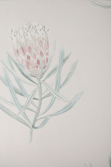 protea flower porcelain/blush